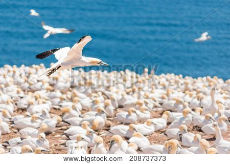 Overlook Of White Gannet Birds Colony Nesting On Cliff On Bonaventure Island In Perce, Quebec, Canad
