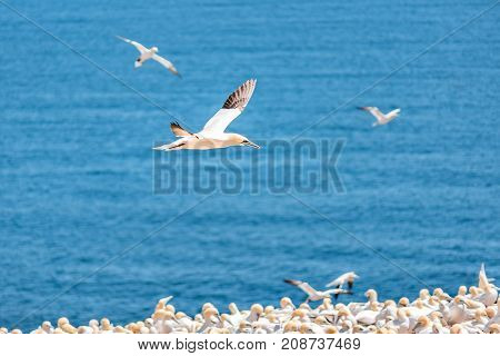 Overlook Of White Gannet Birds Colony Nesting On Cliff On Bonaventure Island In Perce, Quebec, Canad