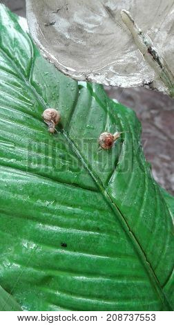 cute little snail in wet leaf after rain