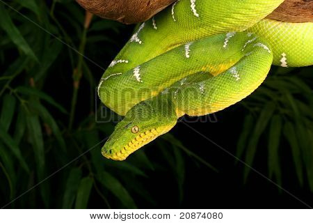 บัวต้นมรกต (Corallus Caninus)