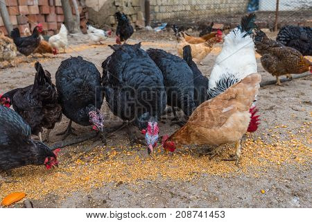 Poultry Farm