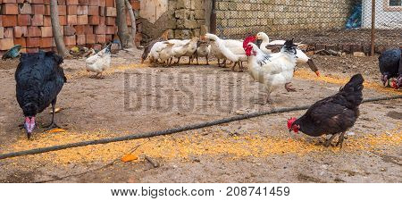 Poultry Farm