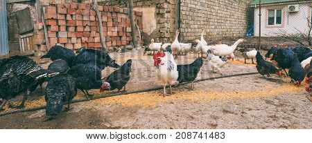 Poultry Farm