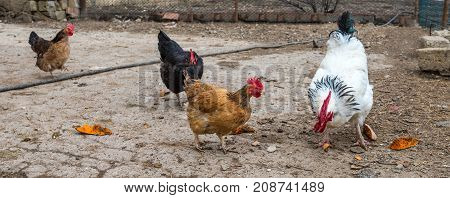 Poultry Farm