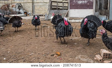 Poultry Farm