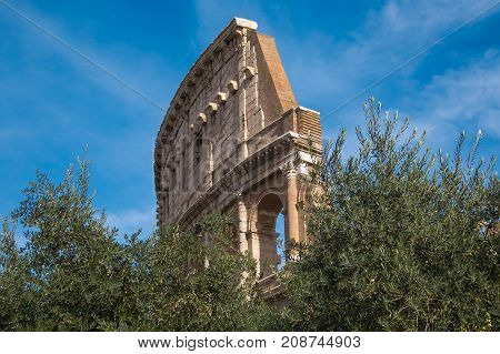 Colosseum on the olive trees in the center of Rome, Lazio