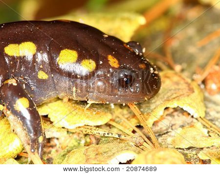 Ambystoma maculatum (Ambystoma maculatum)