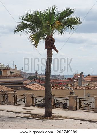 Urban Palm Tree