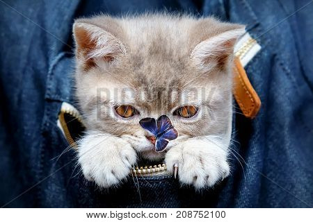 Skottish-straity little cute kitten in a denim bag with butterfly on the nose