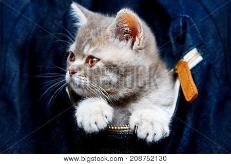 Skottish straity little cute kitten in a denim bag