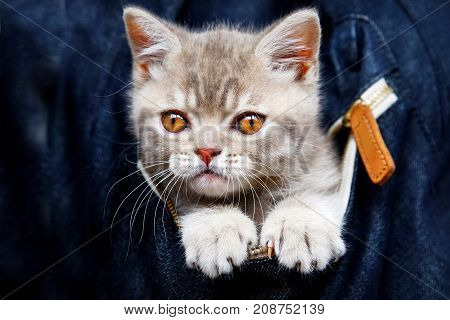 Skottish straity little cute kitten in a denim bag