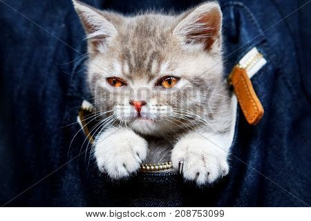 Skottish straity little cute kitten in a denim bag