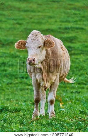 Cow In The Pasture