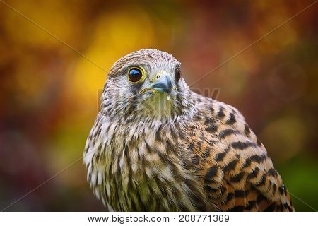 Portrait of the Common Kestrel (Falco Tinnunculus)