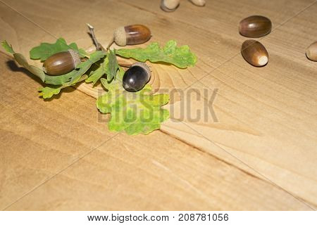Thanksgiving concept with acorn and fall leaves on wooden background. Thanksgiving background with fall leaves. Fall background.