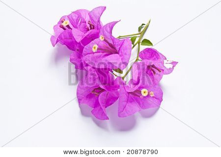 Bougainvillier