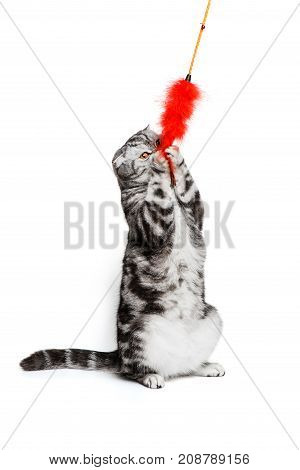Portrait cat scottish fold sort on white background