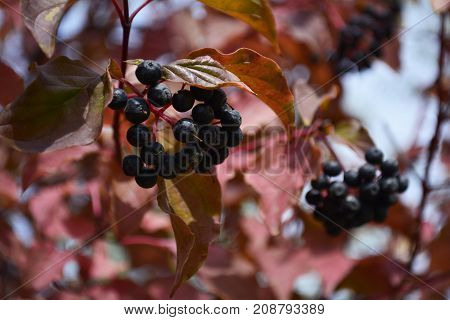 black berries in the autumn garden, autumn harvest