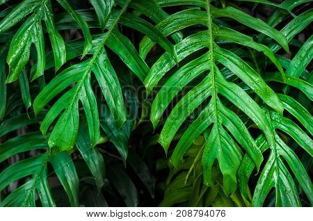 Wet green monstera leaves in dark background. Monstera is a genus of about 50 species of flowering plants. They are herbs or evergreen vines growing in trees commonly grown indoors as houseplants.