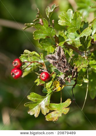 Hopea Y Moth, Hawthorn