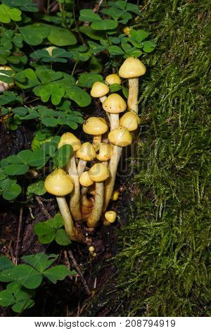 Sulphur Tuft Hypholoma fasciculare cluster growing on old wood in moss macro selective focus shallow DOF.