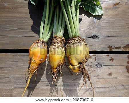 Fodder beet - crop harvest , (Beta vulgaris 'Mangelwurzel')