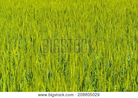 a fragment of a green wheat field close-up