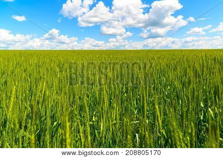 green wheat field under a beautiful cloudy sky