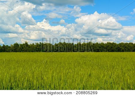 green wheat field under a beautiful cloudy sky