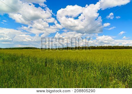 green wheat field under a beautiful cloudy sky