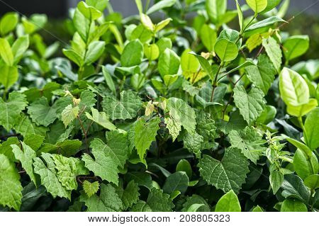 leaves on a heart shaped vine in a bush
