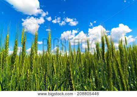 Wheat ears photographed from below against a sky