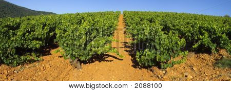 Panoramaudsigt over Vineyard landskab