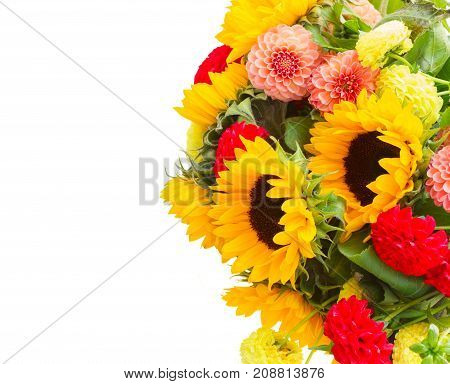 Dahlia and sunflowers flowers isolated on white background