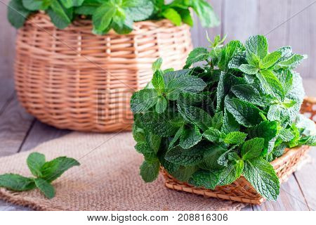 A bunch of green fresh mint on a wooden table