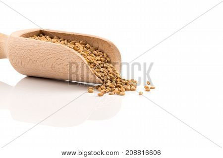 Wheat Grain In Scoop