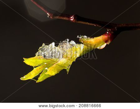 snow on the small green leaves in spring. close-up