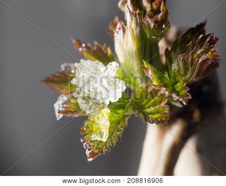 snow on the small green leaves in spring. close-up