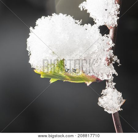 Snow On The Small Green Leaves In Spring. Close-up