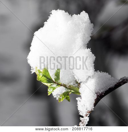 Snow On The Small Green Leaves In Spring. Close-up