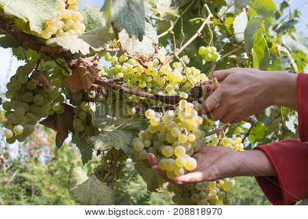 Branches of White wine grapes growing in Georgian fields. Close up view of fresh red wine grape in Georgia. Vineyard view with big White grape growing. Ripe grape growing at wine fields. Natural grapevine