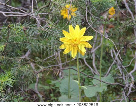 Arnica Flower, Heartleaf, close up macro in Banff National Park, Canada