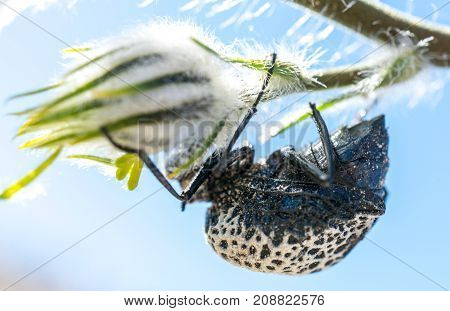 Black Beetle Climing On Tree Eating Flowers