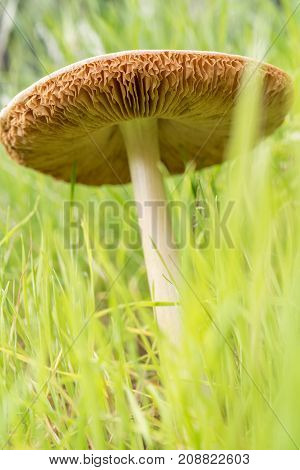 Mushroom And Grass Closeup In Anza Borrego Desert State Park