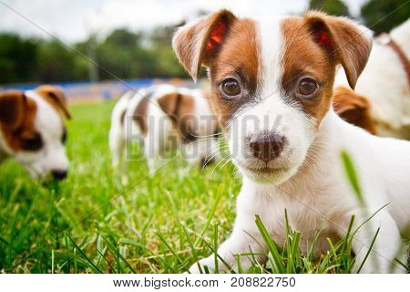 Little puppys are walking and playing on the street in the grass