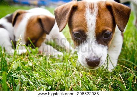 Little puppys are walking and playing on the street in the grass