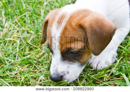 Little puppys are walking and playing on the street in the grass