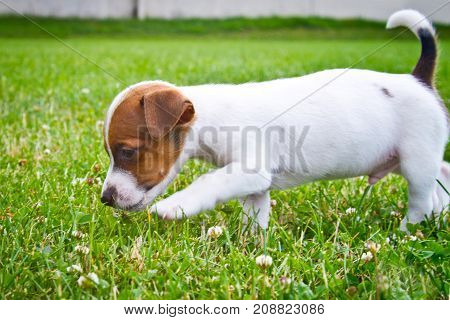 Little puppys are walking and playing on the street in the grass
