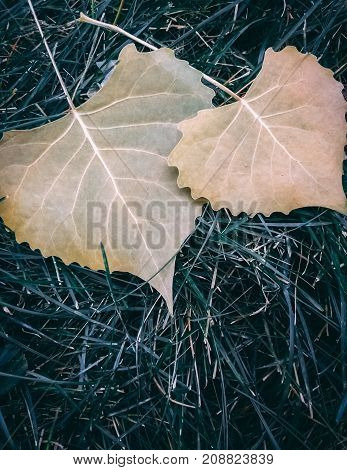 Two heart-shaped leaves sitting on the grass together