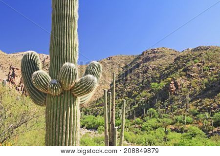 Saguaro Cactus with Mount Lemmon in the background in Tucson, Arizona, USA in the Santa Catalina Mountains located in the Coronado National Forest with blue sky copy space.